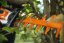 AKU nůžky STIHL HSA 130 R
